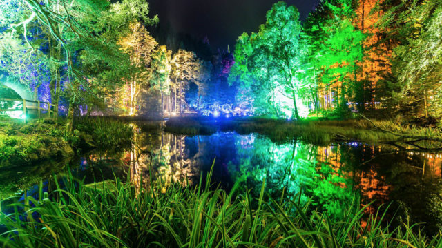 Enchanted forest