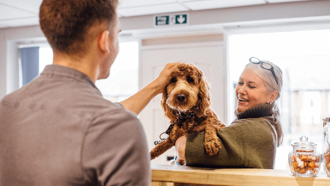 Dog Friendly Hotel