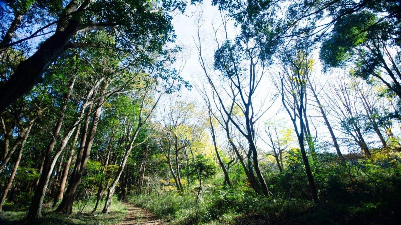 Forest Bathing near Pitlochry
