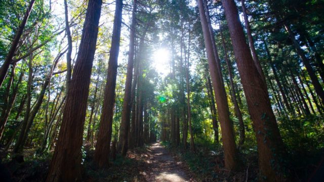 Forest Bathing Near Pitlochry