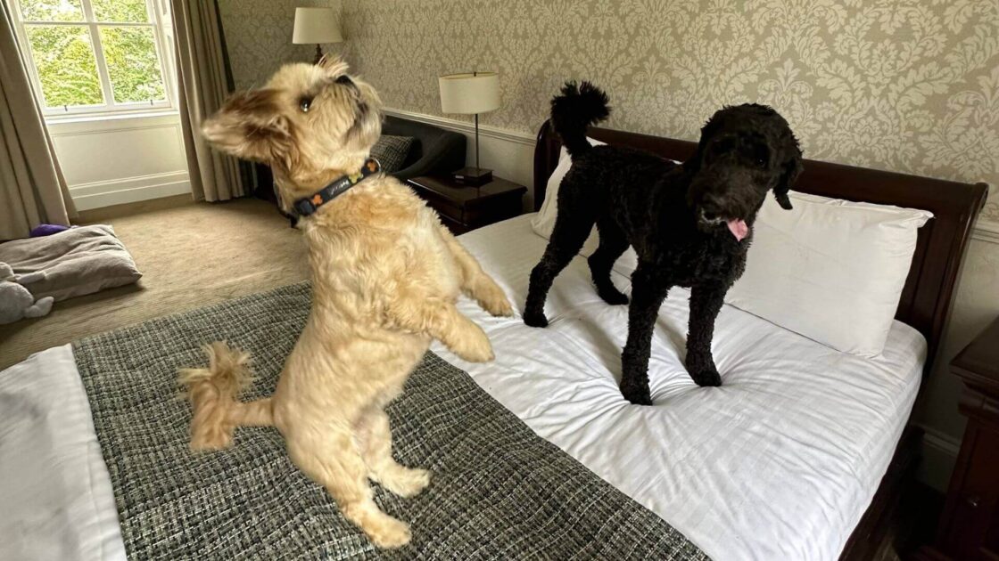 Dog Friendly Bank House (1)