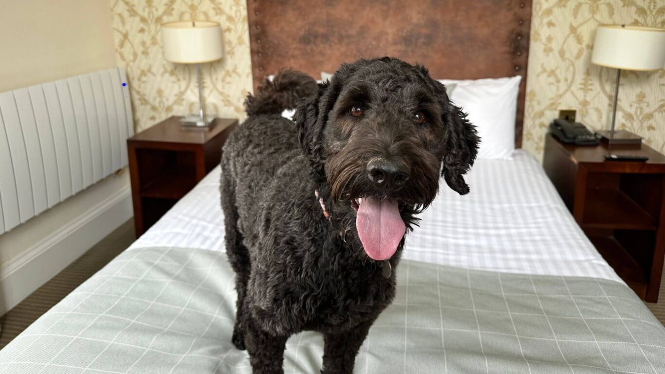 Scotlands Bank House Dog Friendly